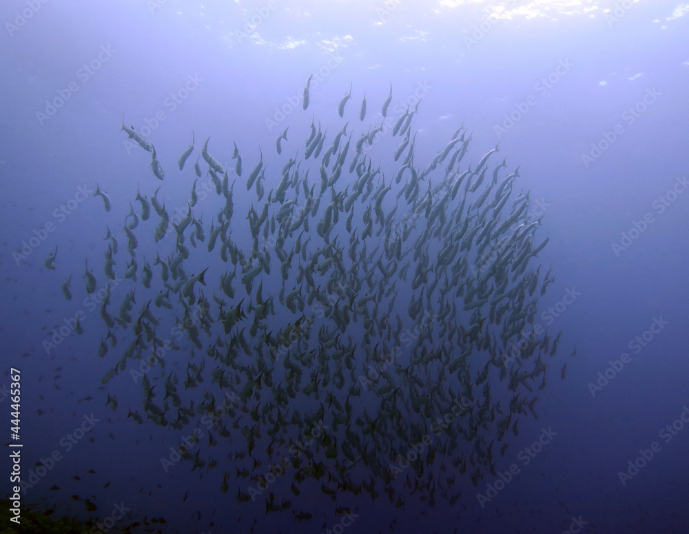 Naklejka premium School of Barracudas Maniquin Island Philippines