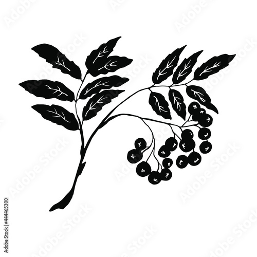 Rowan branch. Vector illustration. Black silhouette of a medicinal plant.