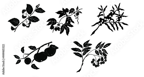 Hazel, hop, sea buckthorn, apple tree, rowan branch. Black silhouette. Vector illustration for crafting.