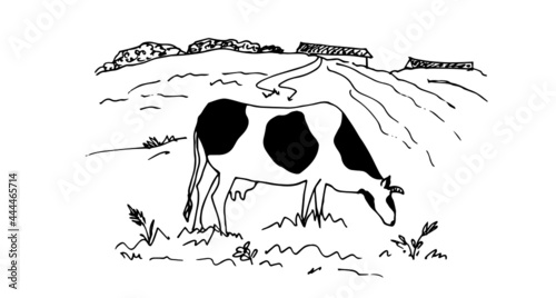 Cow with black spots in the meadow. Summer day in the village.