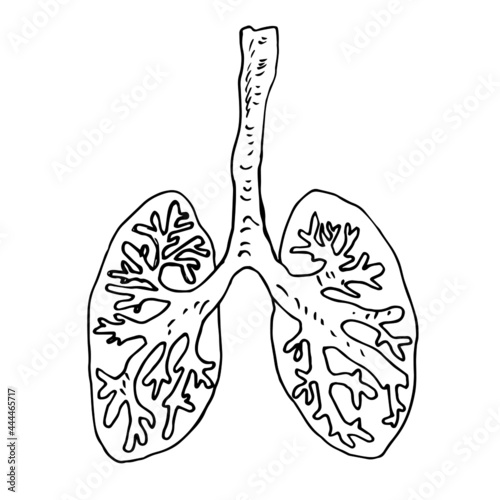 Lungs with alveoli and trachea. Internal organs. photo