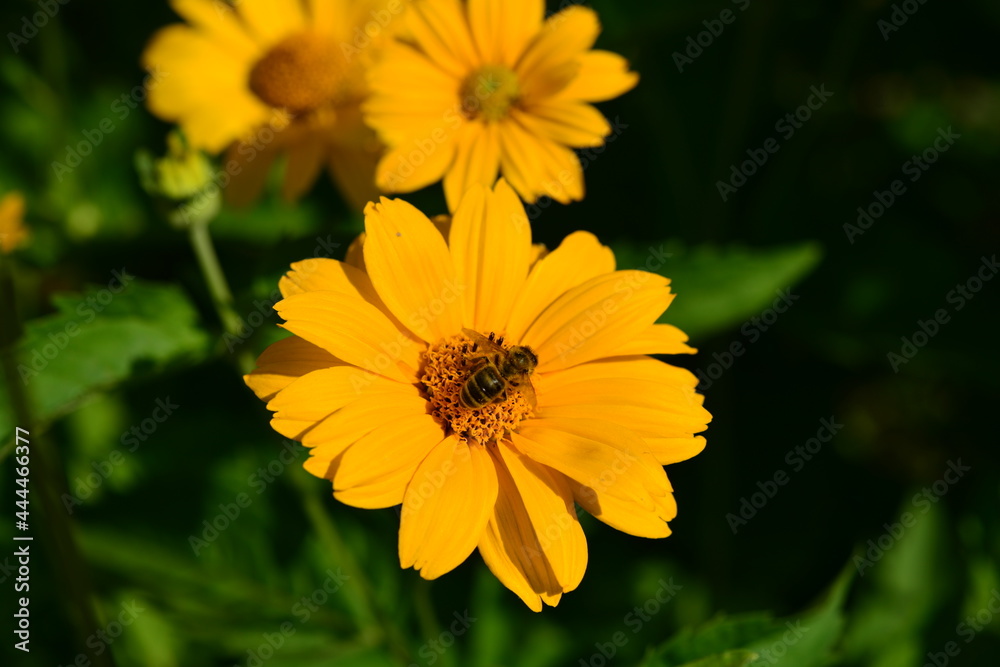 Beautiful echinacea blooms in the summer meadow. sunny day Beautiful echinacea blooms in the summer meadow. sunny day