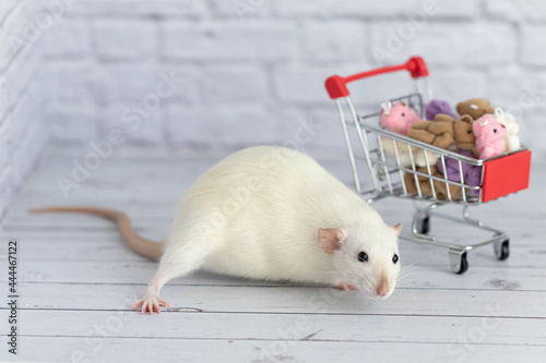 A small cute white rat next to the grocery cart is packed with multicolored Teddy bears. Shopping in the market. Buying gifts for birthdays and holidays.