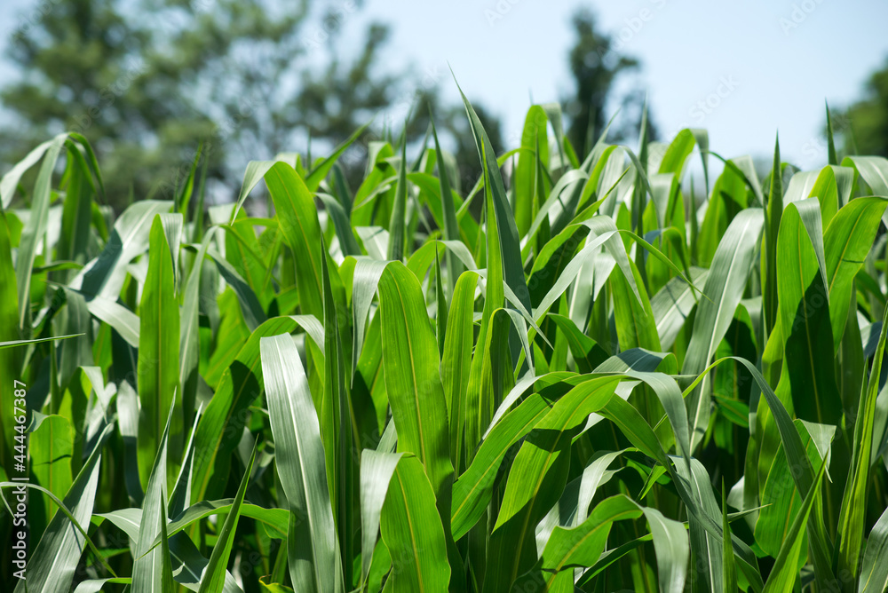 Closeup of corn leaves in a field by sunny day Closeup of corn leaves in a field by sunny day
