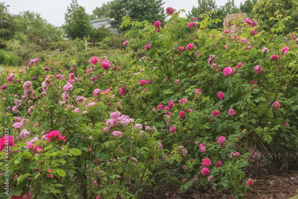 Rose Garden. Shrubs with pink, purple flowers