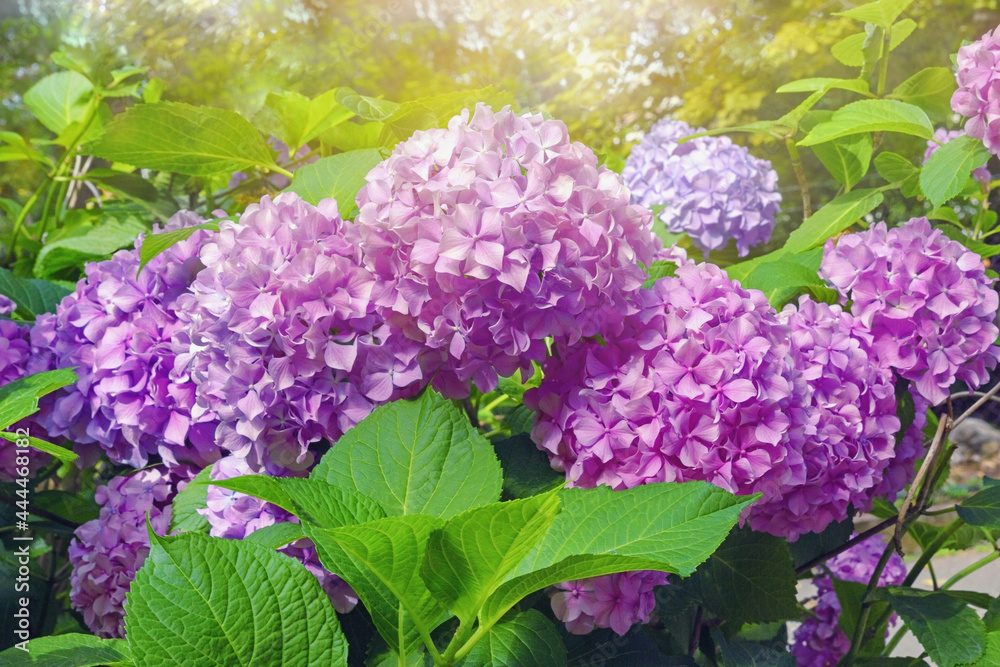 Pink Hydrangea flowers - Hydrangea macrophylla - in park on sunny summer day Pink Hydrangea flowers - Hydrangea macrophylla - in park on sunny summer day