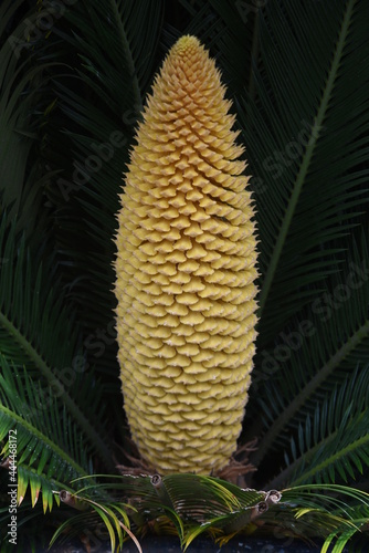 Male flower of Cycad. Cycadaceae evergreen tropical shrub.