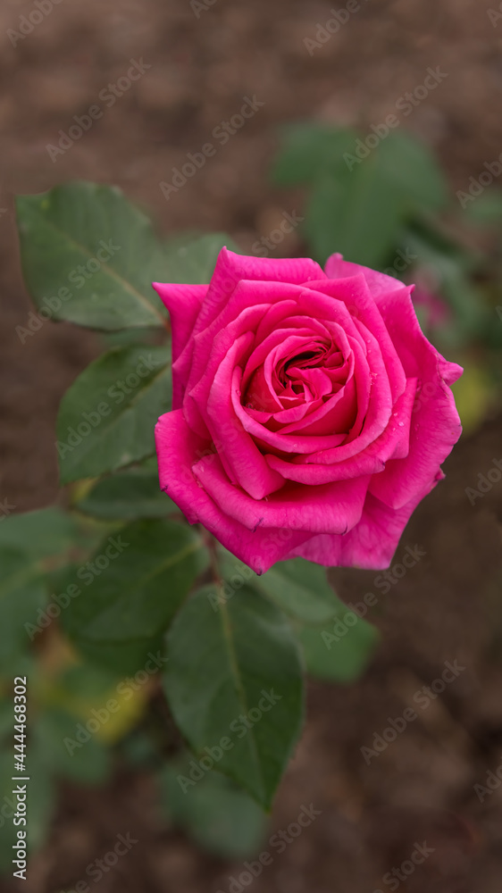 Floribunda Baronesse, a rose with magenta flowers from June to September and a wonderful aroma Floribunda Baronesse, a rose with magenta flowers from June to September and a wonderful aroma