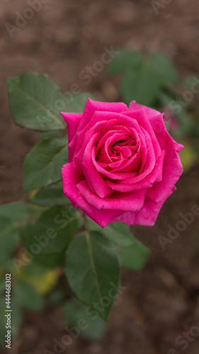 Floribunda Baronesse  a rose with magenta flowers from June to September and a wonderful aroma
