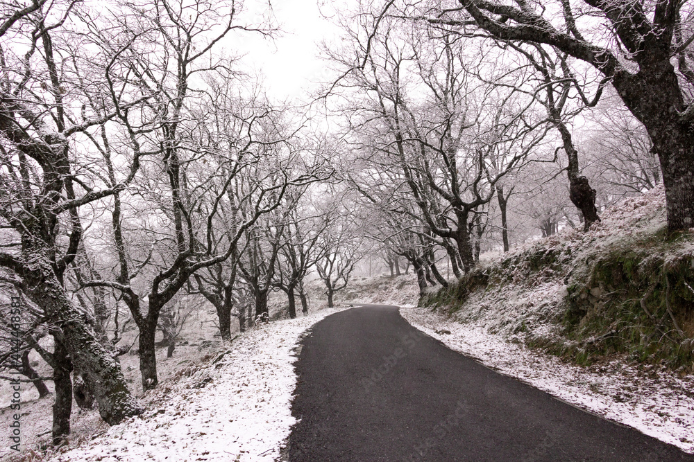 Winter landscape. Road surrounded by forest with snow. Mountain. Snowy road. Selective focus.