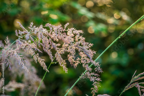 Wild plant on blurred background