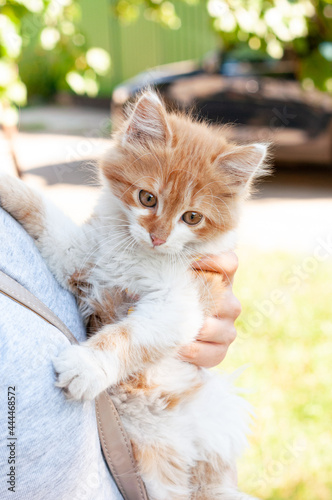 partial view of woman holding qute ginger cat outdoor