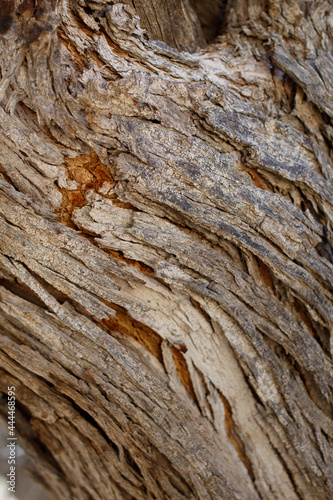 Aging exfoliating furrowed ridge bark of Desert Ironwood, Olneya Tesota, Fabaceae, native arborescent shrub in Joshua Tree National Park, Cottonwood Mountains, Colorado Desert, Springtime.