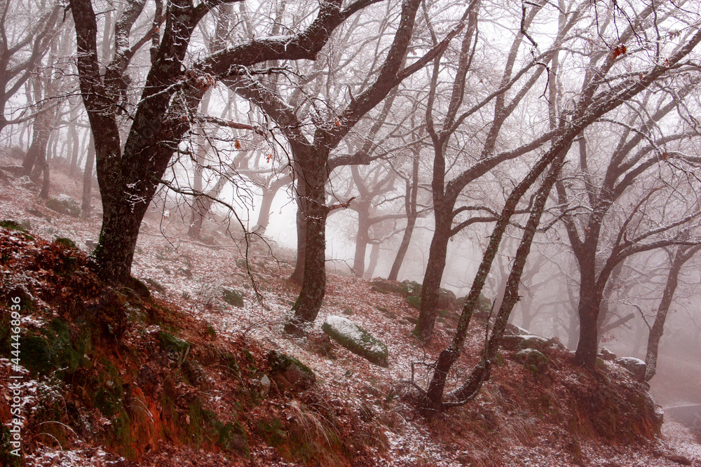 Winter landscape. Leafless oak forest with snow. Mountain. Branches of trees with snowflakes. Foggy background. Selective focus. Winter landscape. Leafless oak forest with snow. Mountain. Branches of trees with snowflakes. Foggy background. Selective focus.
