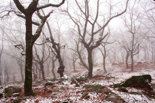 Winter landscape. Leafless oak forest with snow. Mountain. Branches of trees with snowflakes. Foggy background. Selective focus. © Rodrigo