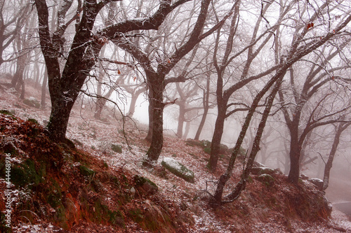 Winter landscape. Leafless oak forest with snow. Mountain. Branches of trees with snowflakes. Foggy background. Selective focus.