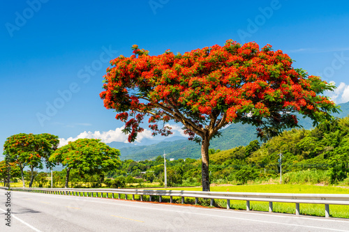 view of road scenery in Hualien, Taiwan. Taiwan east rift valley. Many Flame trees were planted on both sides of the road photo