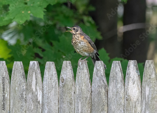 A juvenile American Robin