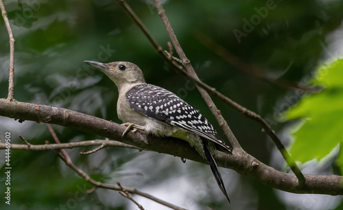 A female juvenile Red-bellied woodpecker