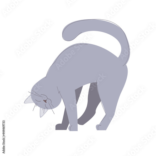 rubbing and caressing cat. cute soft gentle domestic gray kitten. purring and playing cat. affectionate pet. stock vector illustration isolated on white background.

