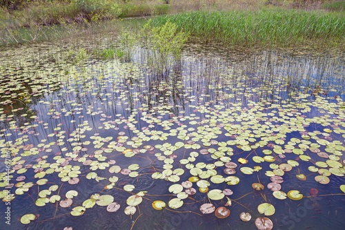 Wetland. Leaves of water-lily ( Nuphar lutea ). Montenegro, National Park Skadar Lake