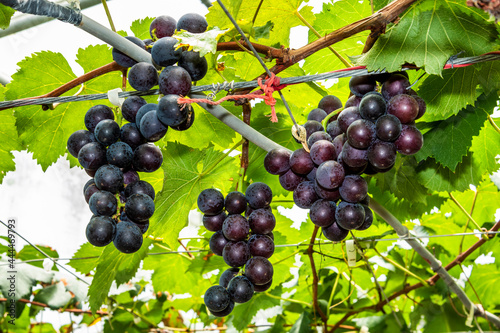 Close-up of ripe grapes in the vineyard of Miaoli, Taiwan.