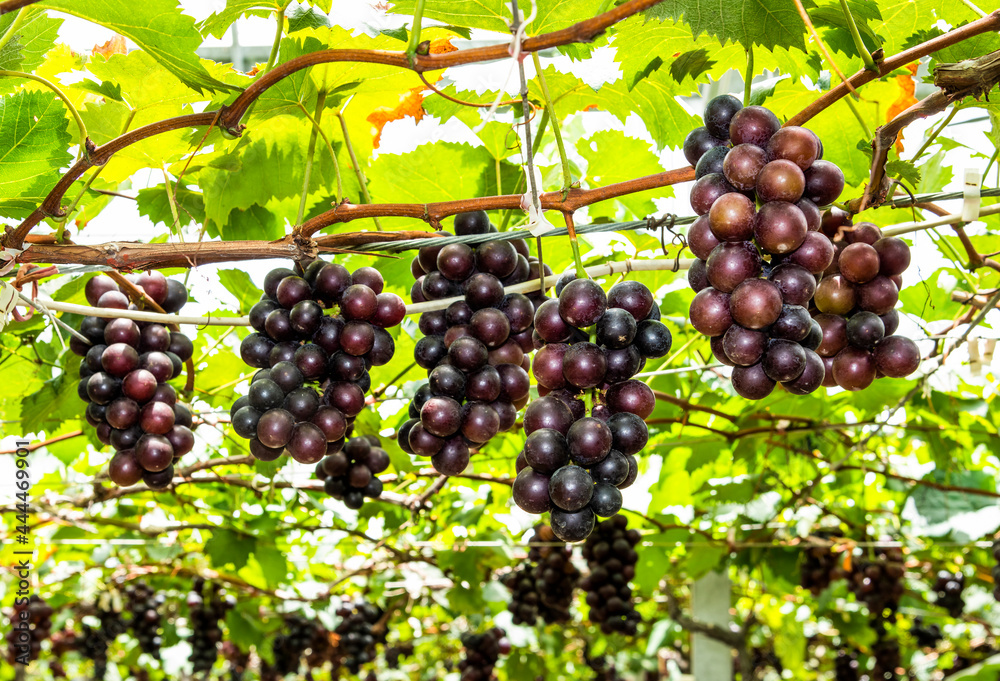close-up ripe grapes in the vineyard of Miaoli, Taiwan.