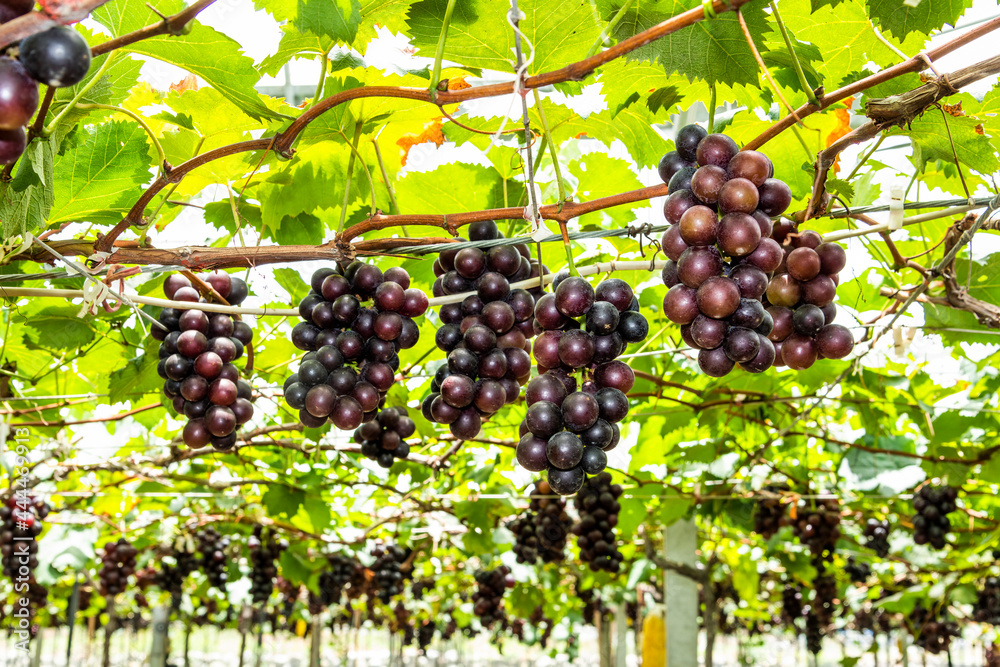 A large area of ripe grapes in the vineyard of Miaoli, Taiwan.