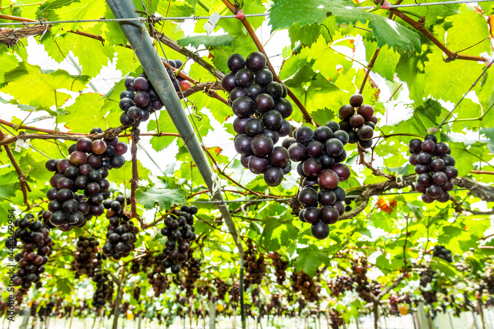 A large area of ripe grapes in the vineyard of Miaoli, Taiwan.