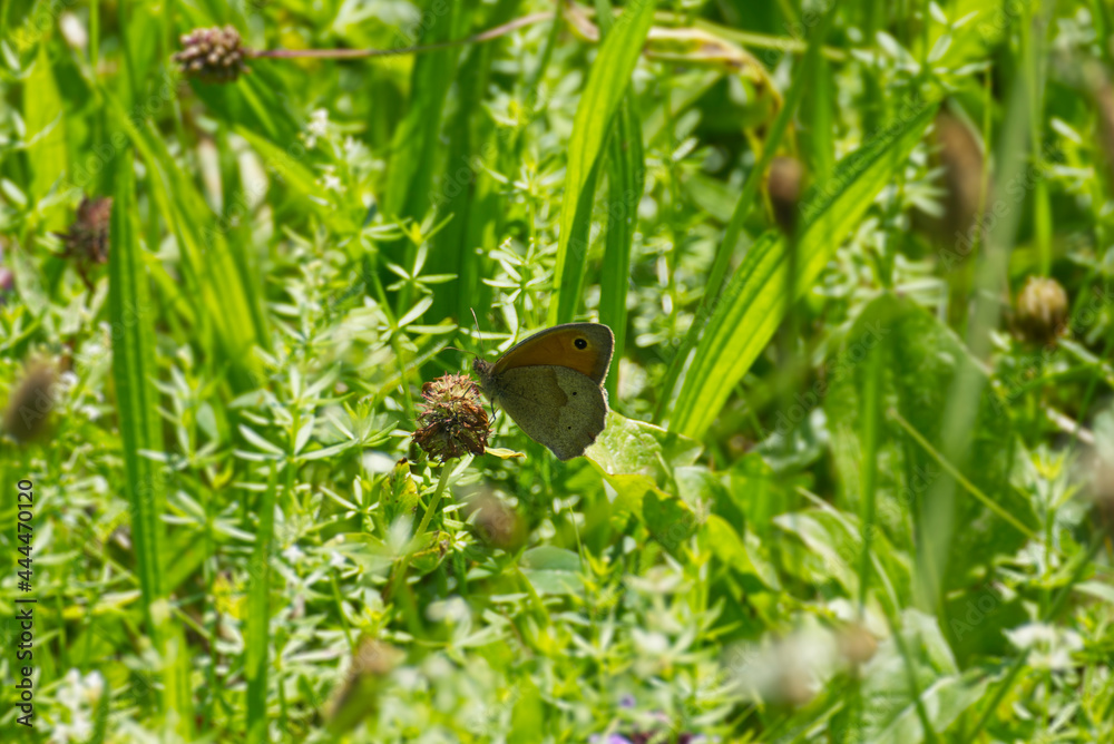 Meadow brown (maniola jurtina) butterfly perched on brown flower in Zurich, Switzerland Meadow brown (maniola jurtina) butterfly perched on brown flower in Zurich, Switzerland
