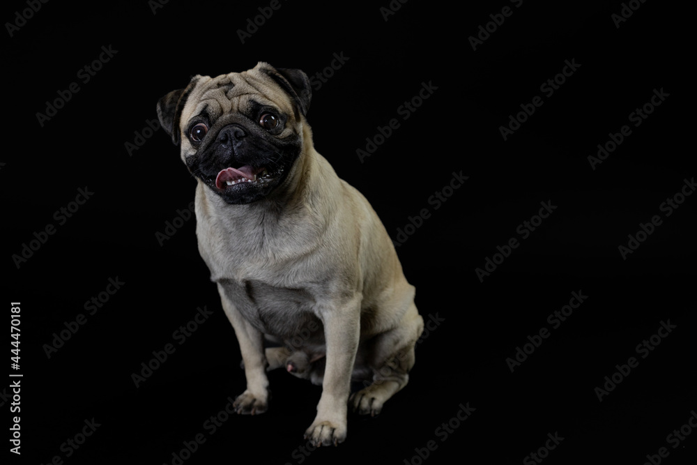 Pug carlino pet puppy dog animal play funny in the black background
