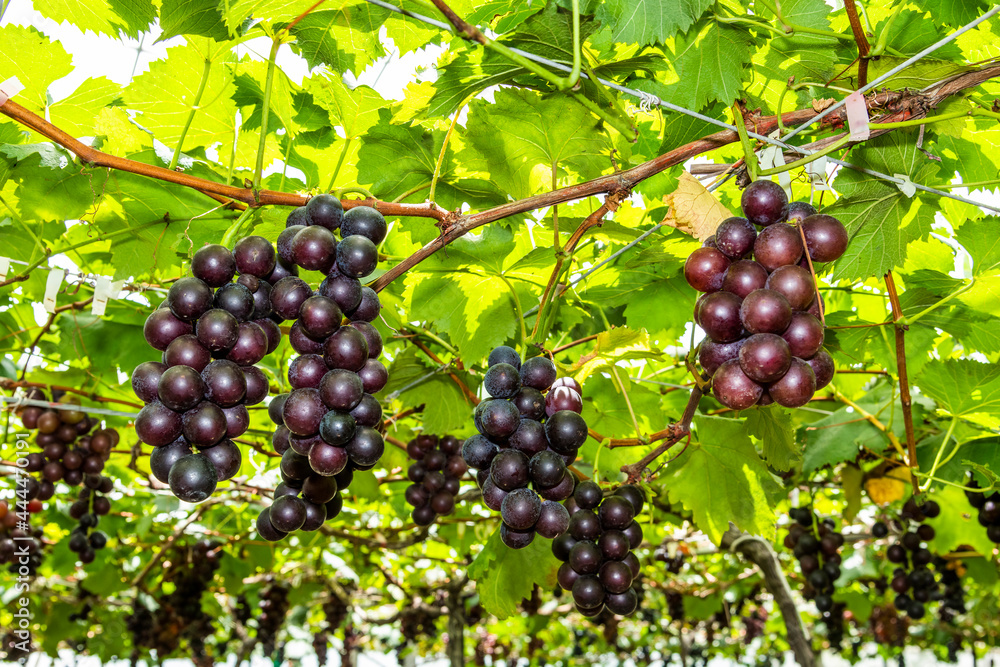 Close-up of ripe grapes in the vineyard of Miaoli, Taiwan.