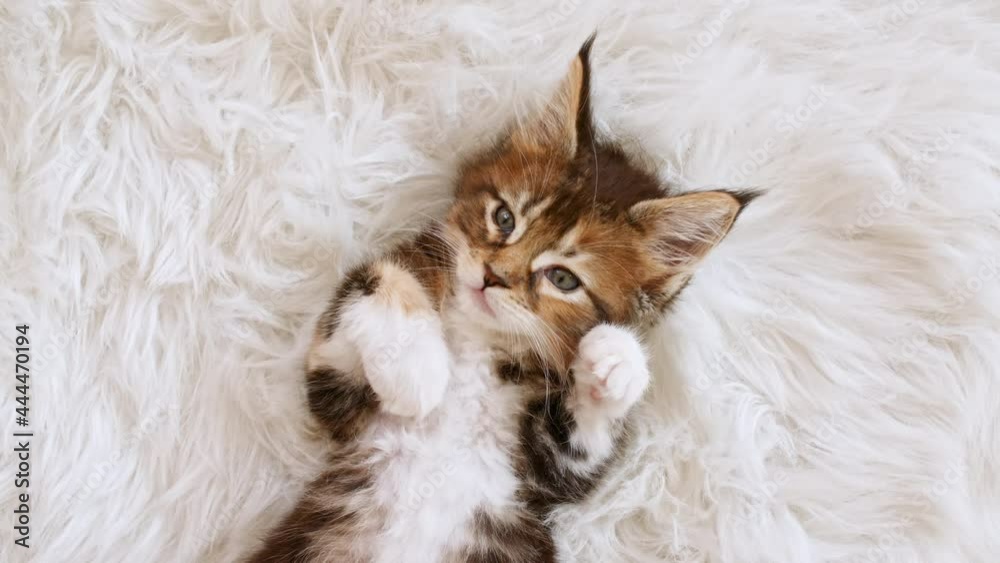 4k Grey Striped Kitten Wakes up and Stretches. Kitty Sleeping on a Fur White Blanket. Concept of Adorable Cat Pets. High quality 4k footage 4k Grey Striped Kitten Wakes up and Stretches. Kitty Sleeping on a Fur White Blanket. Concept of Adorable Cat Pets. High quality 4k footage