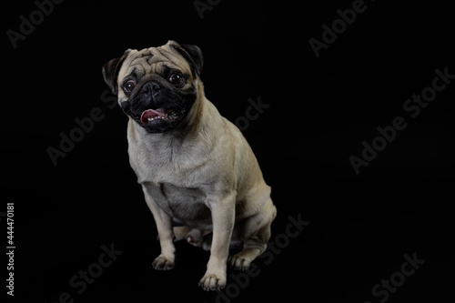 Pug carlino pet puppy dog animal play funny in the black background 