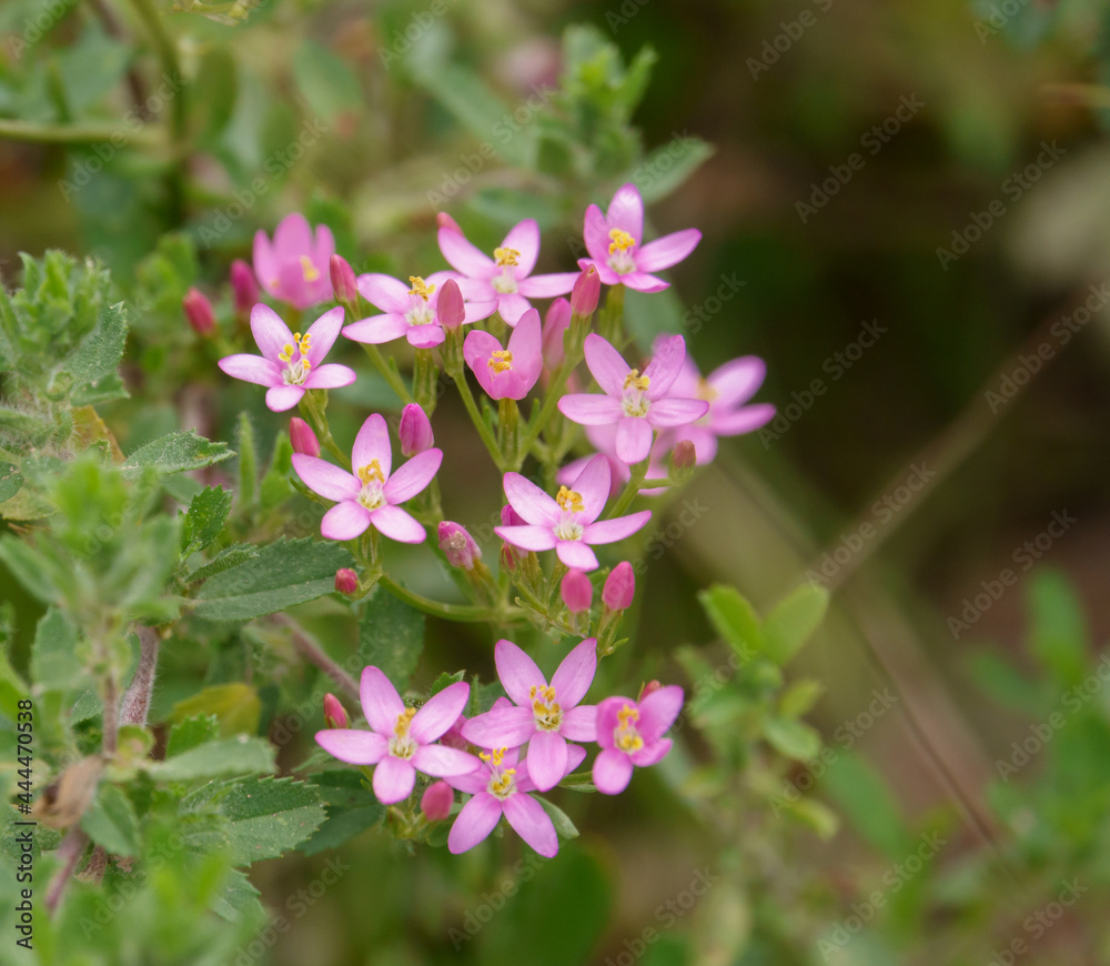 close-up of beautiful pink flowers of wild Common centaury (Centaurium erythraea), Wilts UK close-up of beautiful pink flowers of wild Common centaury (Centaurium erythraea), Wilts UK