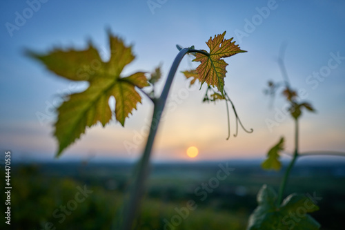 Weinrebe im Sonnenuntergang