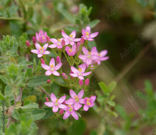 close-up of beautiful pink flowers of wild Common centaury (Centaurium erythraea), Wilts UK
