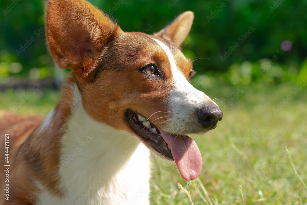 Corgi dog outdoors. A funny little eared dog Corgi dog outdoors. A funny little eared dog