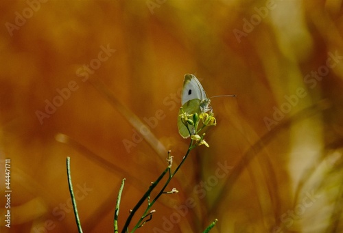 Butterfly eating nectar from a flower. Eccles Wildlife Education Center, Farmington Bay, Utah. photo
