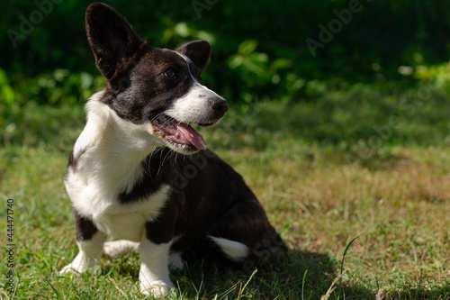 Corgi dog outdoors. A funny little eared dog