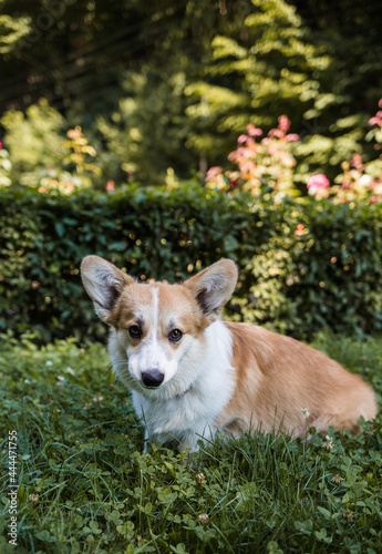 portrait of a royal corgi dog sitting and looking at the camera on the lawn in the park. Vertical orientation
