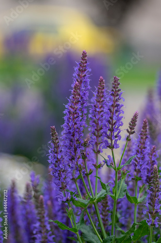Salvia nemorosa the woodland sage beautiful bright color purple blue flowers in bloom  Balkan clary flowering plants in the gard