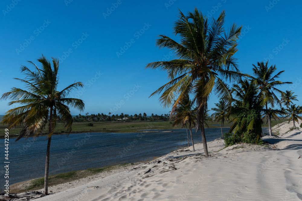 Fototapeta premium palm trees on the beach