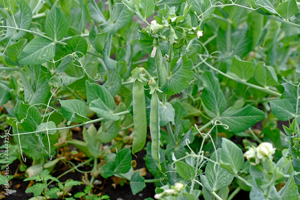 Green peas in pods on a garden bed Green peas in pods on a garden bed
