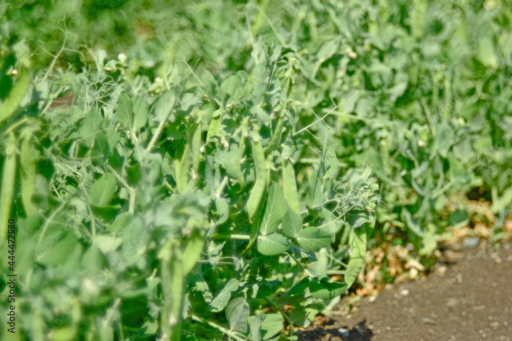 Green peas in pods on a garden bed