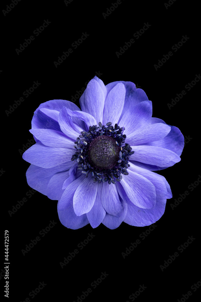 Fototapeta premium blue anemone