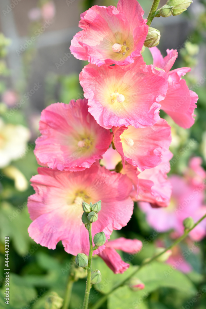 Colorful hollyhocks in the garden in summer