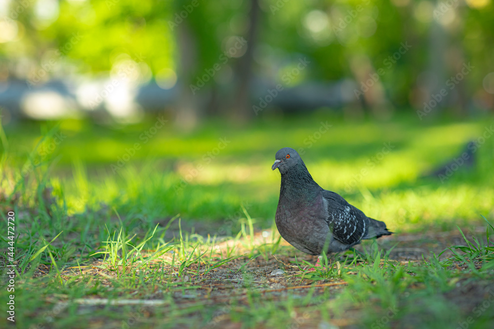 Fototapeta premium A bird standing on a lush green field