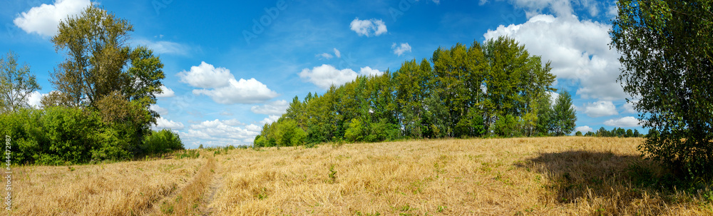 Summer landscape with fields and green trees Summer landscape with fields and green trees