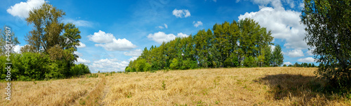 Summer landscape with fields and green trees